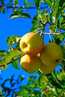 Makellose Äpfel Golden Delicious