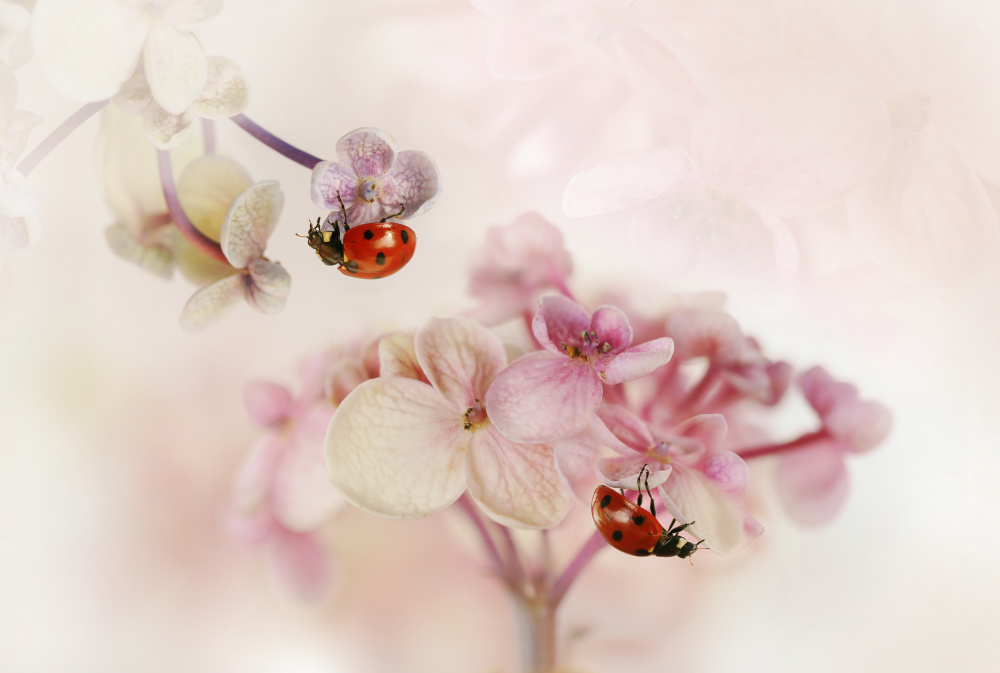 Flowers and ladybirds od Ellen Van Deelen