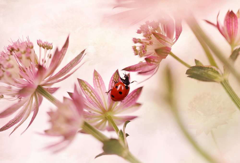 Ladybird and pink flowers od Ellen Van Deelen