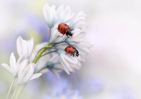 Ladybirds