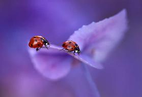 Ladybirds on Hydrangea...