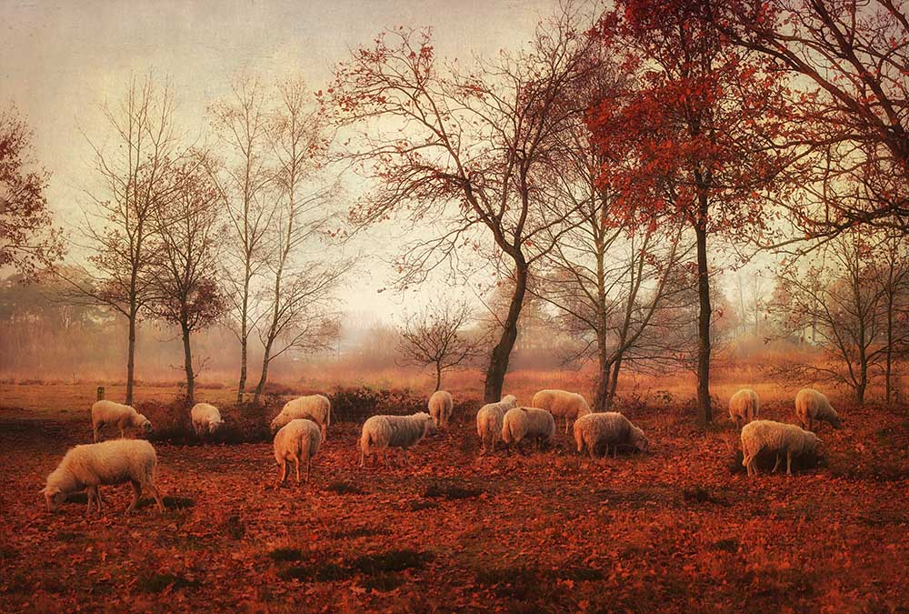 Last days of autumn od Ellen Van Deelen