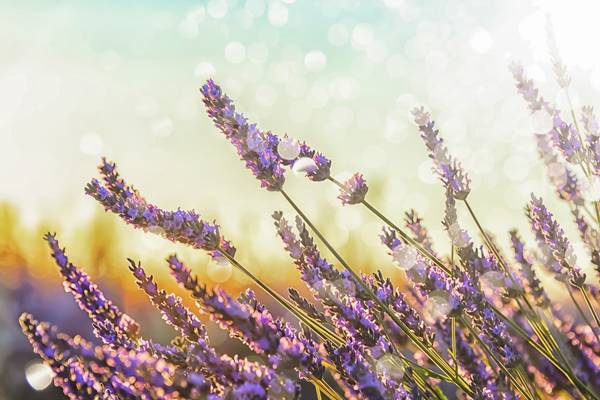 Lavender Field od emmanuel charlat