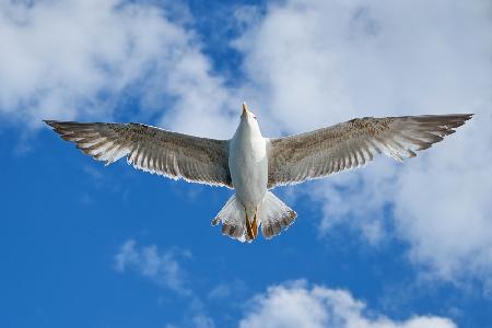 flying seagull