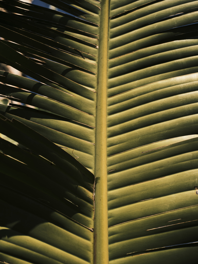 palm leaf od engin akyurt