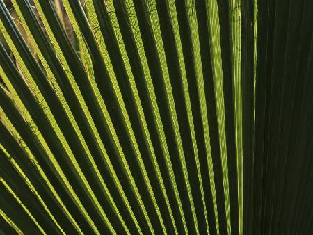 palm leaf