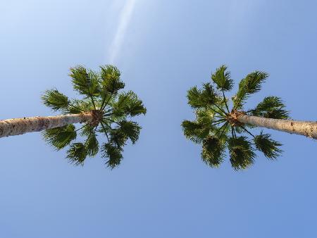 palm trees