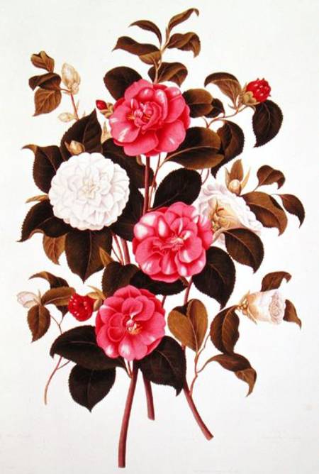 Camellia (double white and striped) from "A Monograph on the Genus of the Camellia" od English School