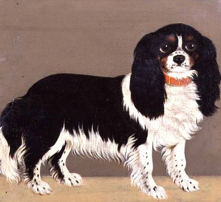 A Cavalier King Charles Spaniel with Puppies (pair of 64046) od English School