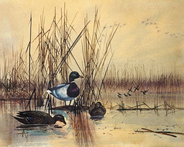 Mallard Ducks in a Lake od English School