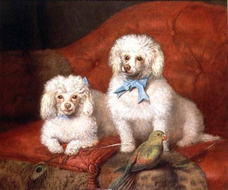A Pair of Poodles od English School