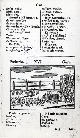 Plant Husbandry from ''Orbis sensualism pictus'' Johann Amos Comenius, published c.1689 od English School