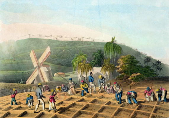 Planting the Sugar-Cane, pub. by Infant School Society Depository, London, c.1820 (etching, engravin od English School, (19th century)