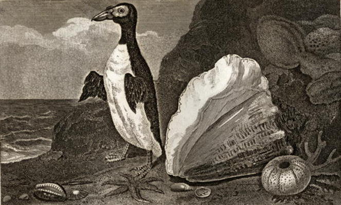 The Penguin with the conch and other shells and sponges (engraving) od English School, (19th century)