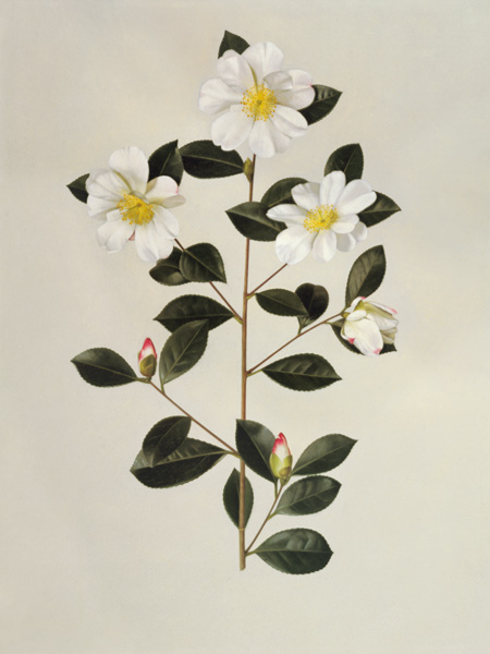 Camellia japonica (oil on paper) od English School, (20th century)