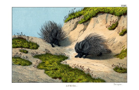 Crested Porcupine od English School, (19th century)