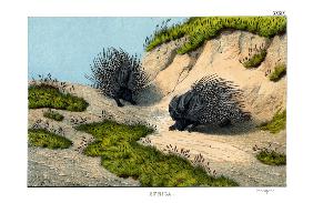 Crested Porcupine