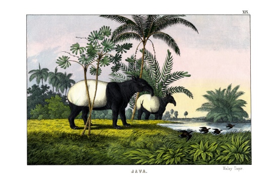 Malayan Tapir od English School, (19th century)