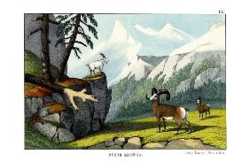 Rocky Mountain Sheep