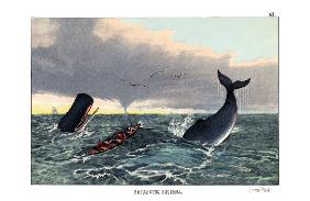 Sperm Whale