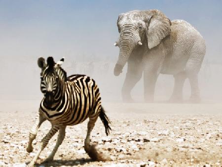 Elephant and Zebra, Etosha