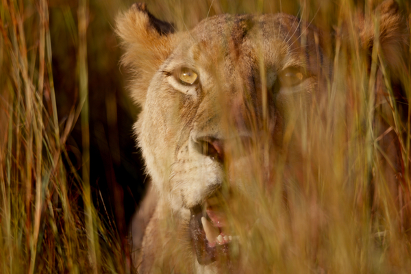 Lion in the grass od Eric Meyer