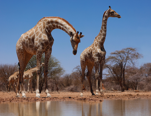 Southern Giraffes od Eric Meyer