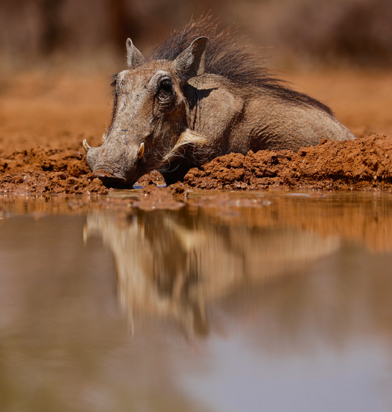 Wallow od Eric Meyer