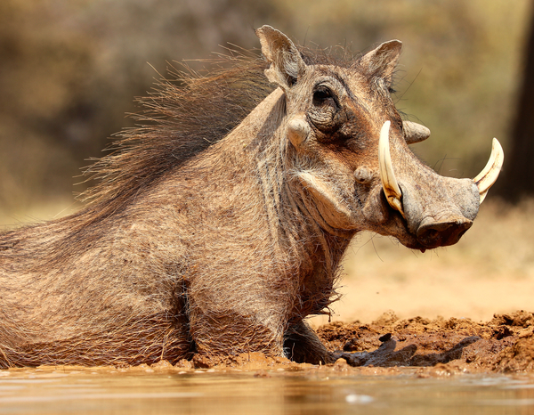 Warthog, Mount Etjo Namibia od Eric Meyer