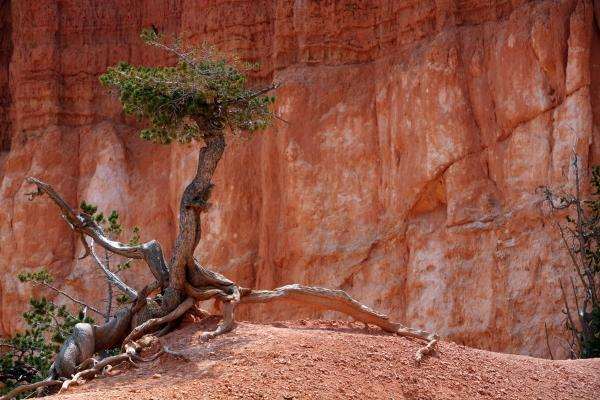 Baum im Bryce Canyon od Erich Teister