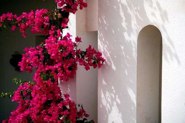 Bougainvillea od Erich Teister