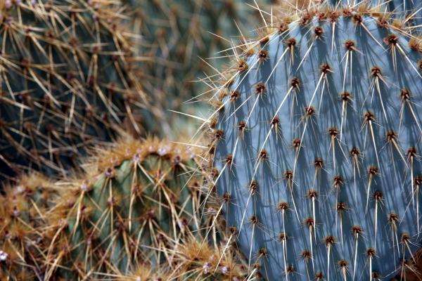 Feigenkakteen - Joshua Tree Nationalpark od Erich Teister