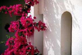 Bougainvillea