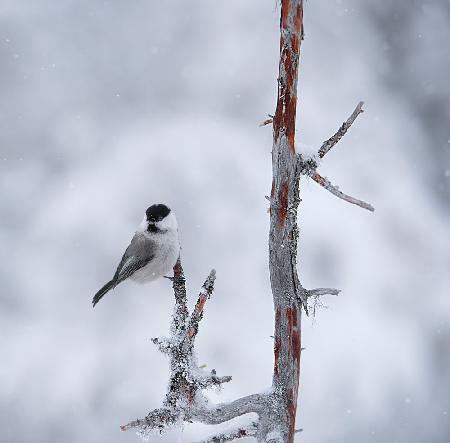 Willow tit