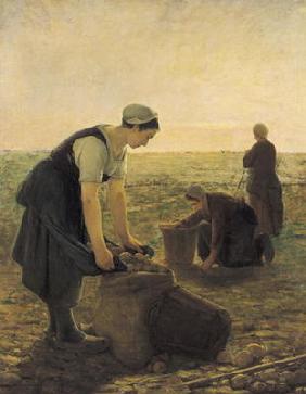 The Potato Harvest (oil on canvas)