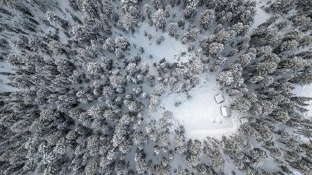 Houses in forest