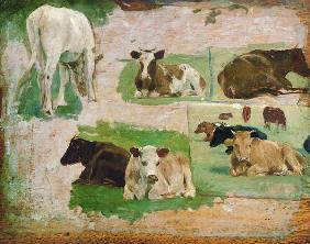 Study of Cows