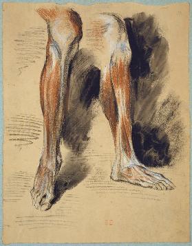 Studies of a right Leg