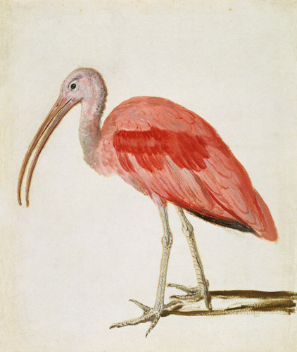 Portrait of a Scarlet Ibis Bird od European School