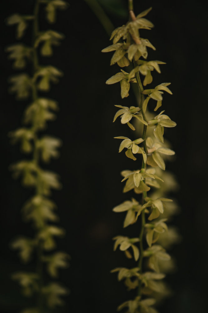 Botanical Series - Small Yellow Blossoms od Eva Bronzini