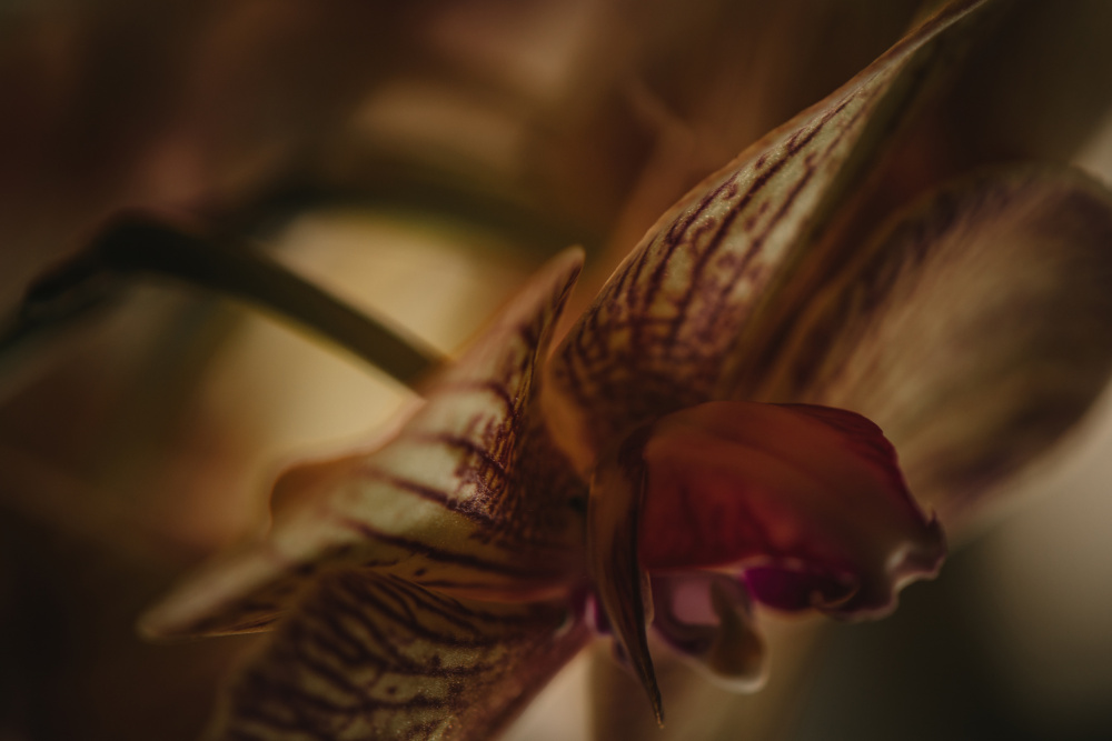 Botanical Series - Orchid 2/2 od Eva Bronzini