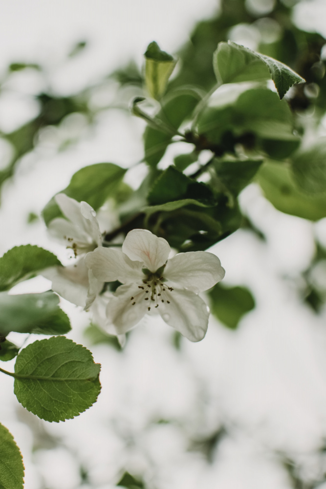 Spring Series - Apple Blossoms in the Rain 10/12 od Eva Bronzini