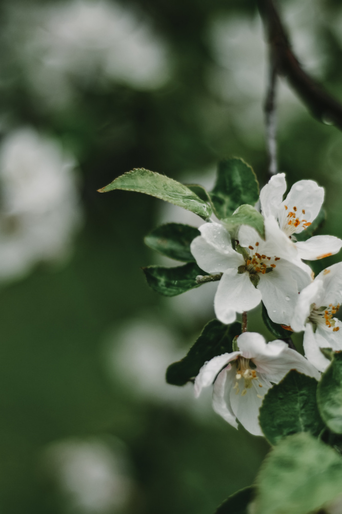 Spring Series - Apple Blossoms in the Rain 5/12 od Eva Bronzini