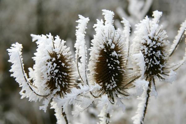 Winterdistel od Evelyn Taubert