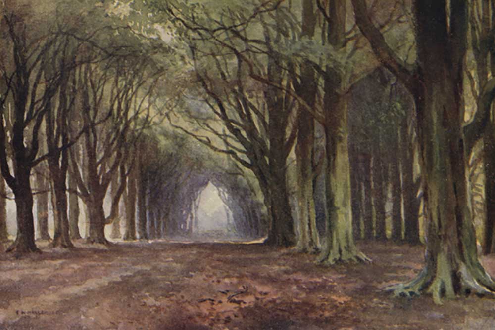 The Beech Avenue, Thoresby od E.W. Haslehust