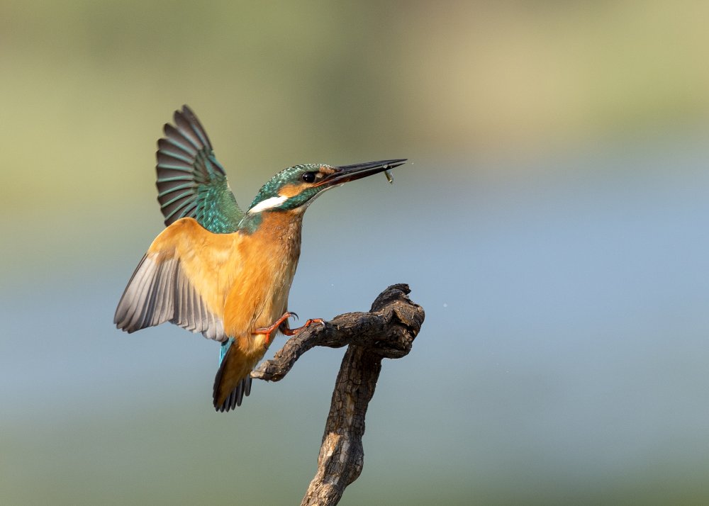 Common kingfisher od Eyal Amer