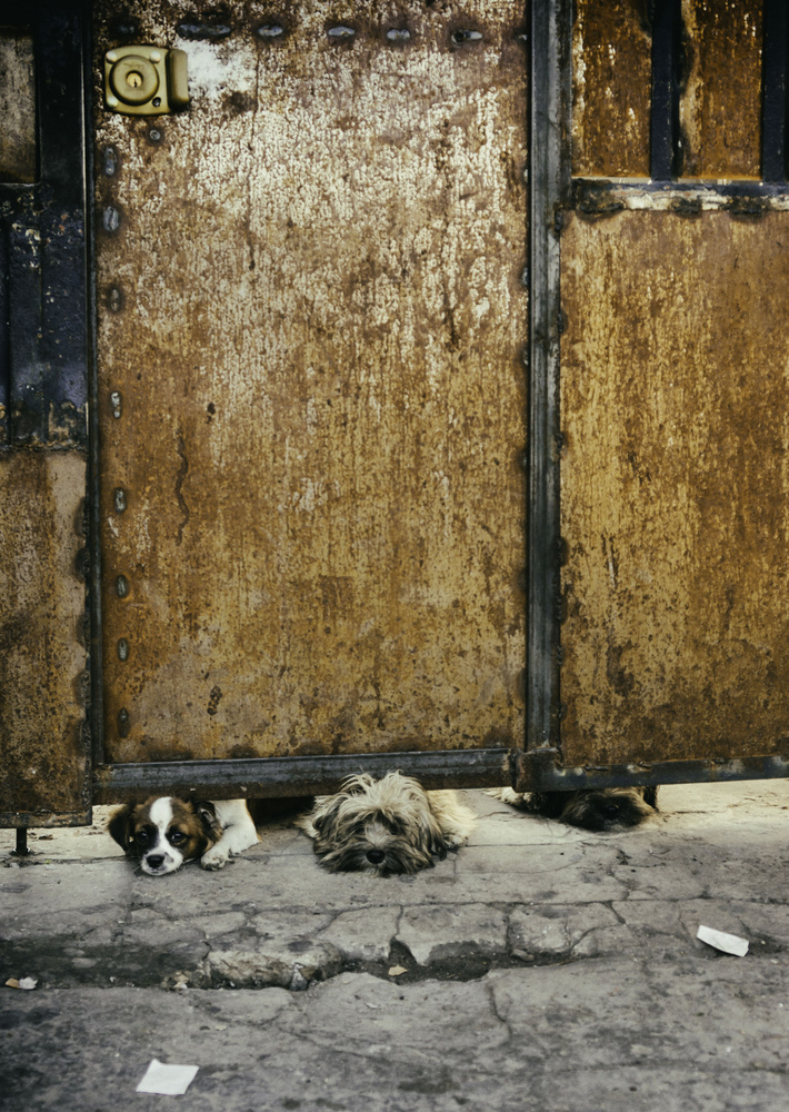 Three sad dogs od Fabian Romano