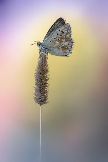 Chalk-hill Blue