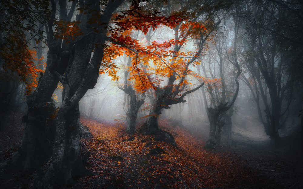 Autumn colors. od Fabrizio Massetti