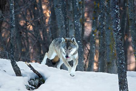 Italian wolf